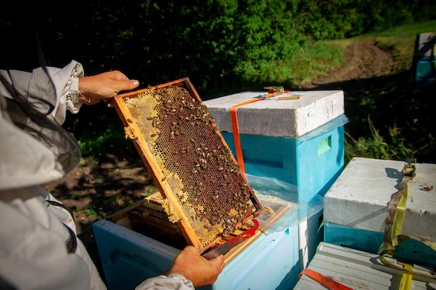 El apicultor en el apiario revisa las colmenas y cuida a las abejas Producción de miel en un apiario