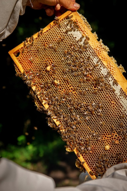 Un apicultor en un apiario sosteniendo un marco con miel y abejas.