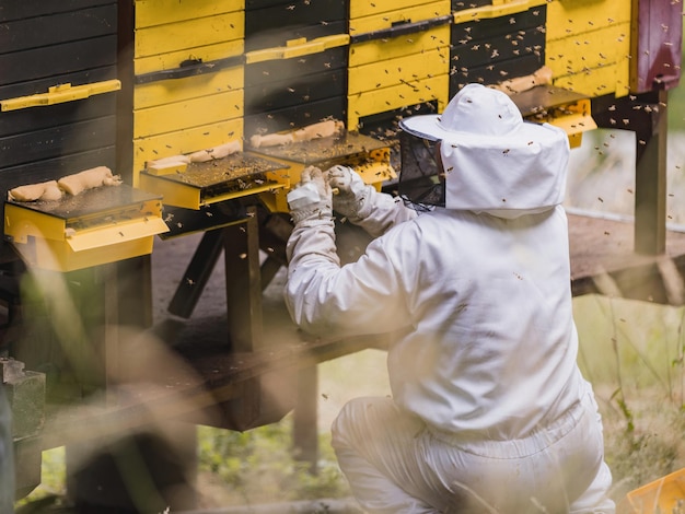 Apicultor cercado por um enxame de abelhas verificando a colmeia