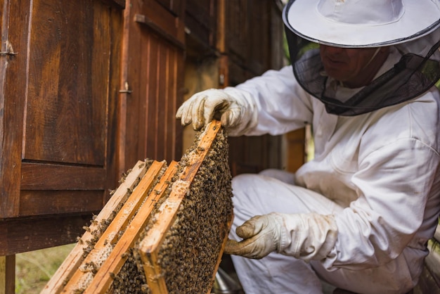 Un apicultor chequeando el panal en la colmena