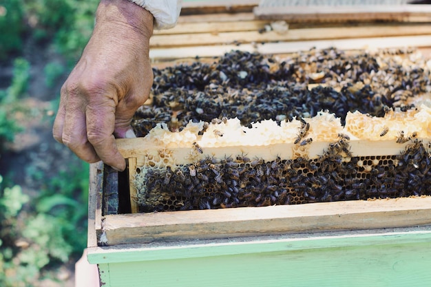 Un apicultor en una colmena con abejas en la parte superior.