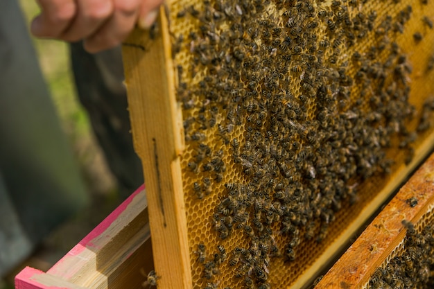 El apicultor en el colmenar. Saca el marco de la colmena. Abejas en el panal. Un apicultor sacando un panal de una colmena