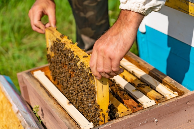 Apicultor coloca um quadro com favos de mel em uma colmeia de abelhas no jardim no verão.