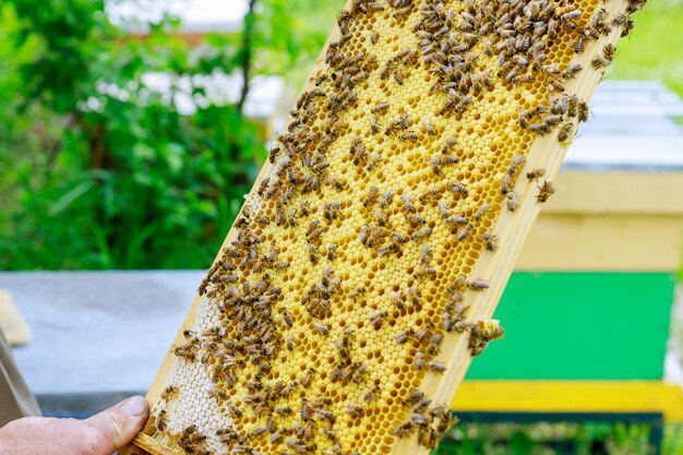 Foto el apicultor comprueba una colonia de abejas cerca de la colmena en vuelo en un bonito día soleado