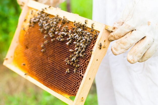 Apicultor control de beeyard y abejas