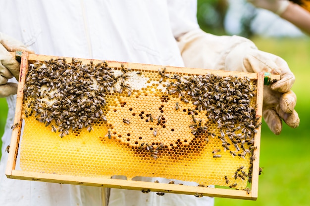 Apicultor, controlando, beeyard, e, abelhas