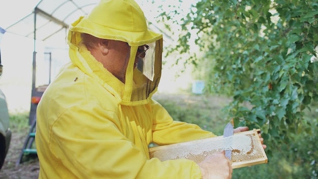 Apicultor cortou cera em favos de mel preparando-se para colher mel no apiário