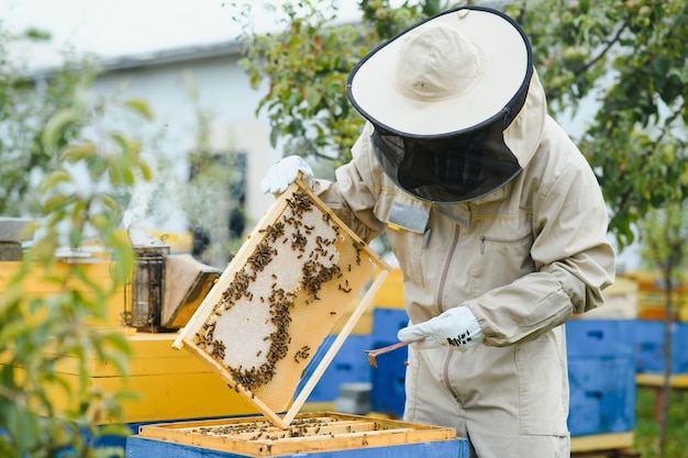 Foto apicultor de apicultura no trabalho de abelhas em voo