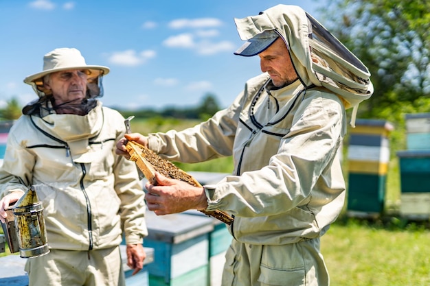 Apicultor de mel orgânico de cultivo de verão em apiário com favos de mel