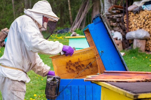 apicultor em roupas de proteção trabalha com molduras com favos de mel na primavera