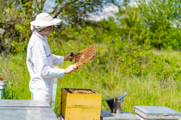 Apicultor em traje de proteção trabalhando com favo de mel Colmeia amarela com abelhas fervilhando ao redor