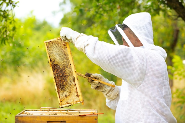 Foto apicultor em um apicultor de apiário está trabalhando com abelhas e colmeias no conceito de apicultura de apiário