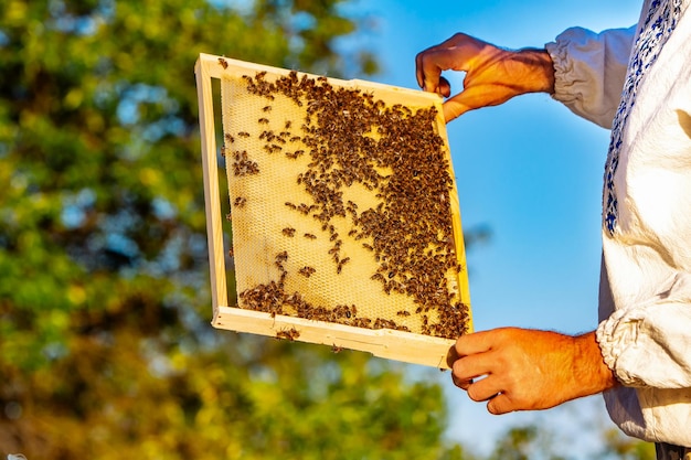Apicultor está trabajando con abejas y colmenas en el apiario Marcos de una colmena de abejas