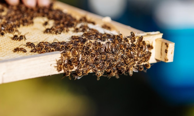 El apicultor está trabajando con abejas y colmenas en el apiario Miel de apicultura