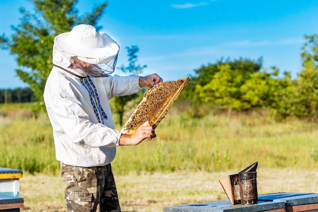 Apicultor está trabajando con abejas y colmenas en el colmenar Abejas en panal Marcos de una colmena de abejas