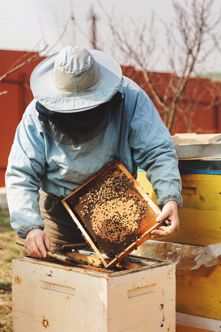 Foto apicultor está trabajando con abejas y colmenas en el colmenar