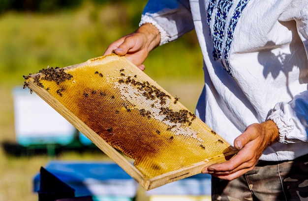 Apicultor está trabalhando com abelhas e colmeias no apiário Quadros de um conceito de apiário de colmeia de abelhas