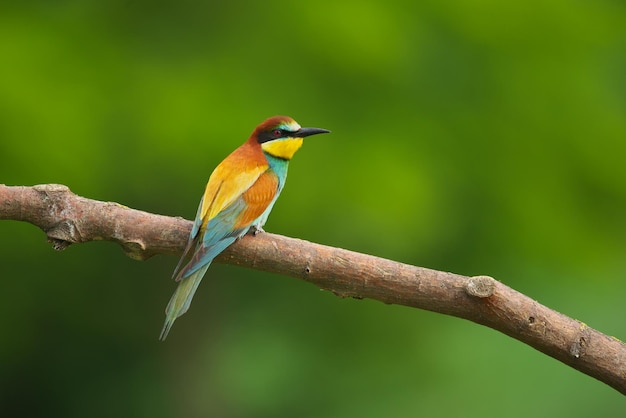 El apicultor europeo Merops Apiaster en una rama es un pájaro migratorio exótico de colores