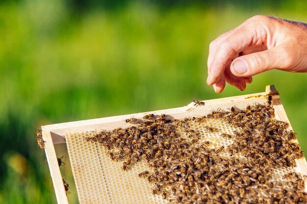 El apicultor examina las abejas en panales Manos del apicultor La abeja está de cerca