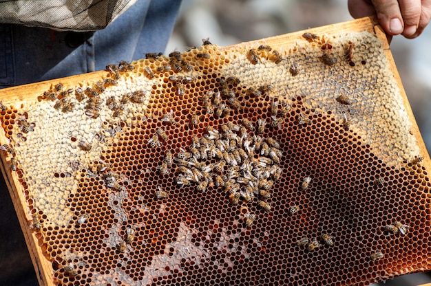 El apicultor examina abejas en panales. En manos de un panal con miel.