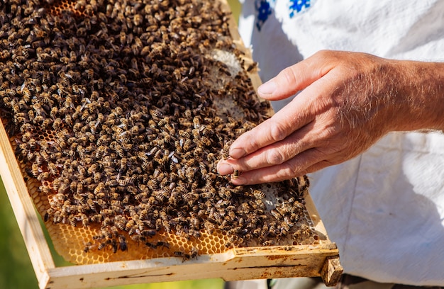 El apicultor examina abejas en panales.