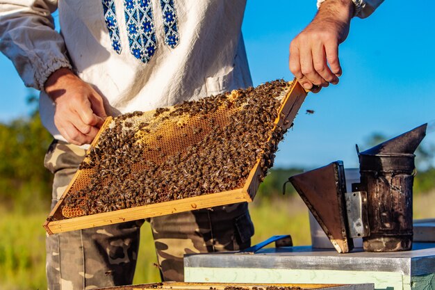 El apicultor examina las abejas en panales