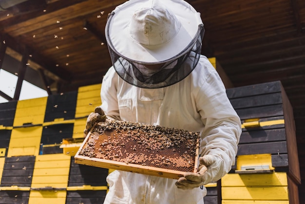 Apicultor frente a las cajas de colmenas sosteniendo un marco con peine y abejas