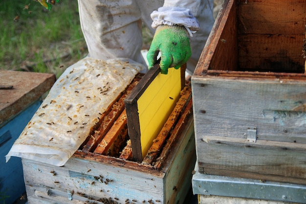 apicultor con guantes y disfraz de apicultor revisa las colmenas con las abejas, se prepara para recolectar miel, cuida los marcos con panales