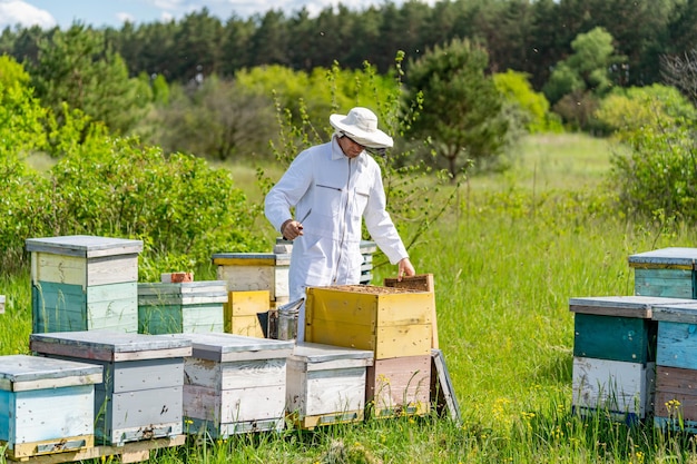 Apicultor guapo trabajando con colmenas de madera. Apicultor en traje de protección trabajando con abejas.