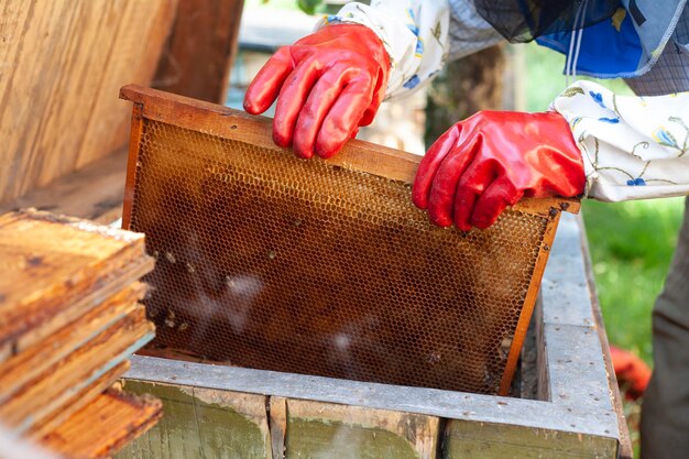 El apicultor inspecciona el marco con las abejas Ver si hay miel en el marco