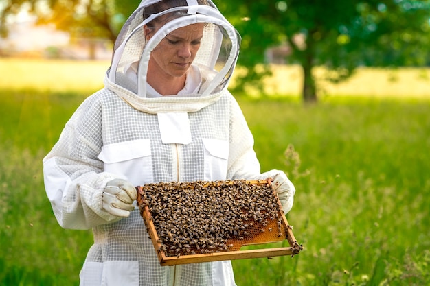 Apicultor inspeciona abelhas em uma roupa de proteção