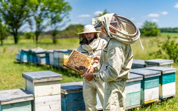 Apicultor masculino tirando mel da colméia trabalhador de cultivo de mel no apiário