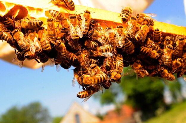 Foto un apicultor muestra un peine de miel con abejas de miel en su jardín