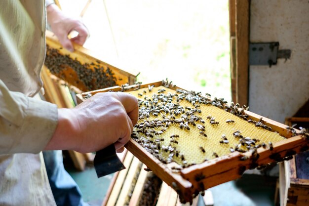 Foto apicultor observando colmena de abejas