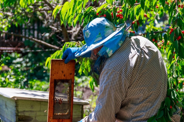 Apicultor revisando una colmena para asegurar la salud de la colonia de abejas o recolectando miel. Apicultor en colmenar