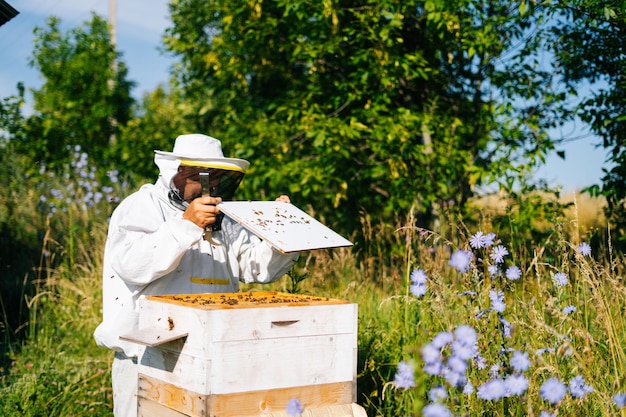 Apicultor con ropa protectora blanca y guantes revisando abejas en un marco de madera de panal