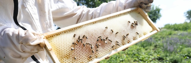 Apicultor segurando um favo de mel cheio de abelhas closeup conceito apicultura fazenda