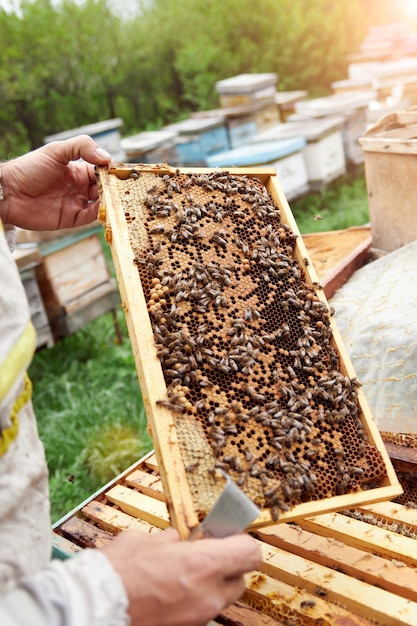 Apicultor segurando uma moldura com favos de mel e abelhas