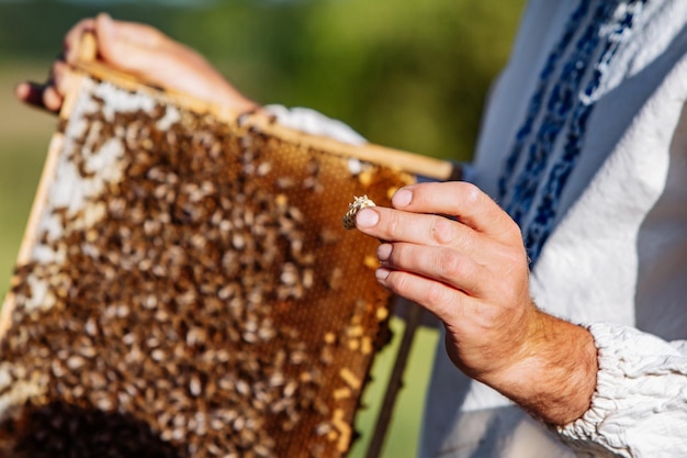 El apicultor sosteniendo un panal con abejas Apicultor inspeccionando el marco del panal en el colmenar en el día de verano