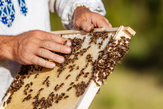 El apicultor sosteniendo un panal con abejas.