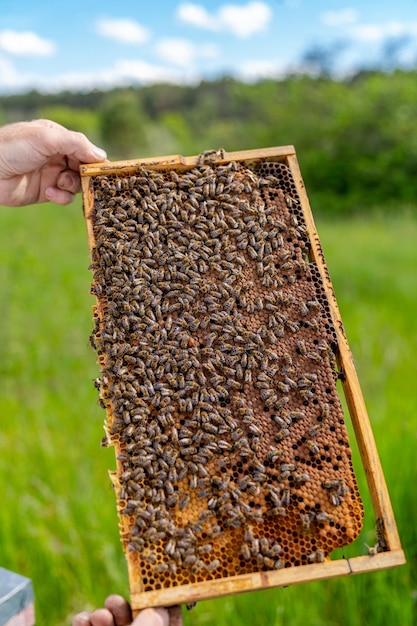 Apicultor sosteniendo un panal lleno de abejas. Marco de miel de madera sosteniendo en las manos.