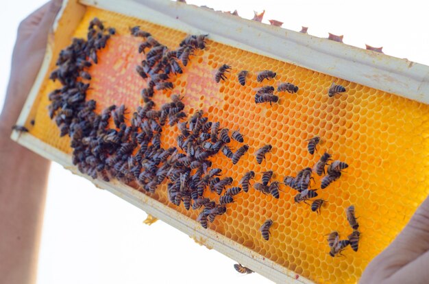 Apicultor sosteniendo un panal lleno de abejas