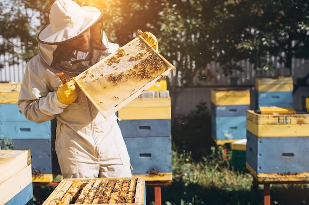 El apicultor sostiene una celda de miel con abejas en sus manos Apicultura Apiario Abejas trabajando en panal de miel Panal con miel y abejas de cerca