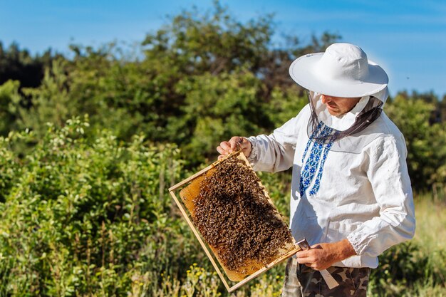 El apicultor sostiene una celda de miel con abejas en sus manos. Apicultura. Colmenar