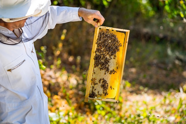 El apicultor sostiene una celda de miel con abejas en sus manos Celda de miel con abejas en un primer plano en un día soleado Apicultura Colmenar