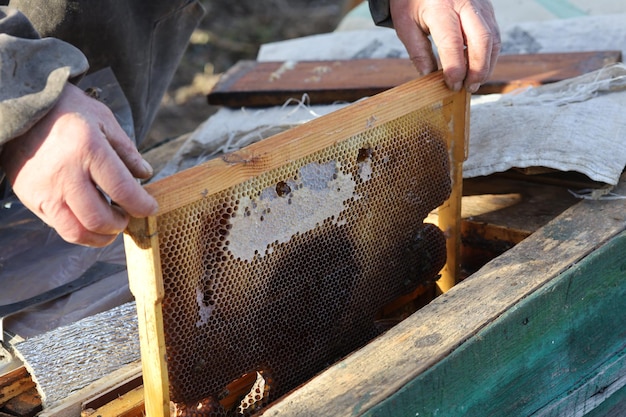 El apicultor sostiene un marco con abejas.