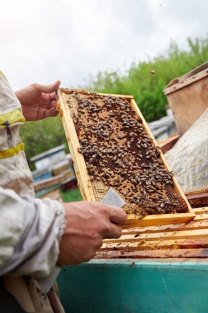 apicultor, tenencia, un, marco, con, panales, y, abejas