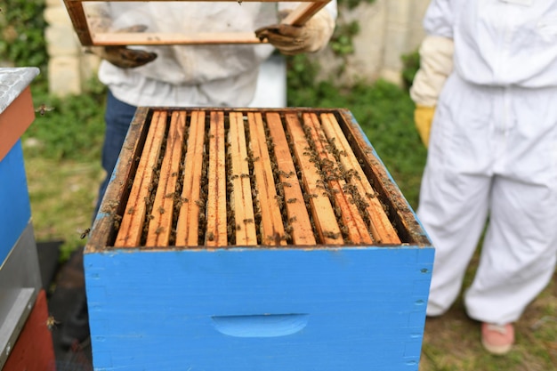 Un apicultor toma una colmena con abejas.