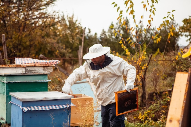 El apicultor trabaja con colmenas de abejas