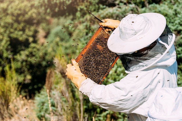 El apicultor trabaja recolectando miel. Concepto de apicultura.